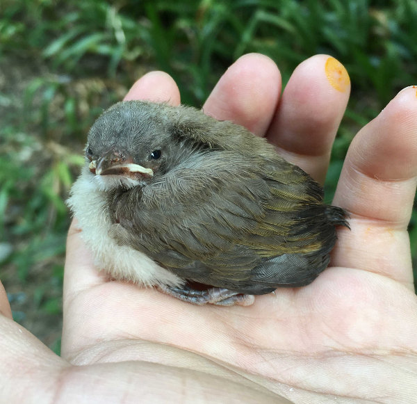 Baby Bird